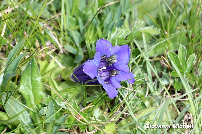 Gentiana sp.